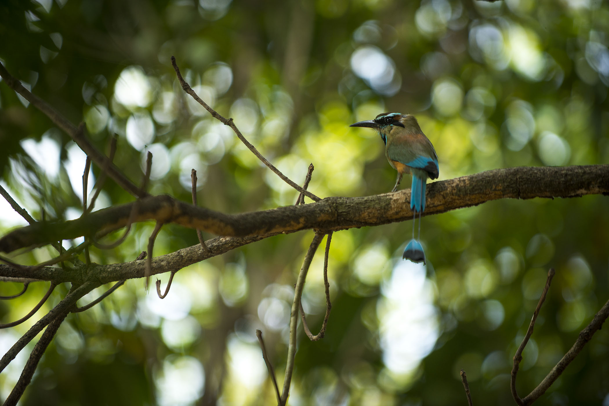 Costa Rica, Guanacaste, Nosara, Playa Guiones, Jade, Jade Retreat, Turquoise-browed Mot Mot